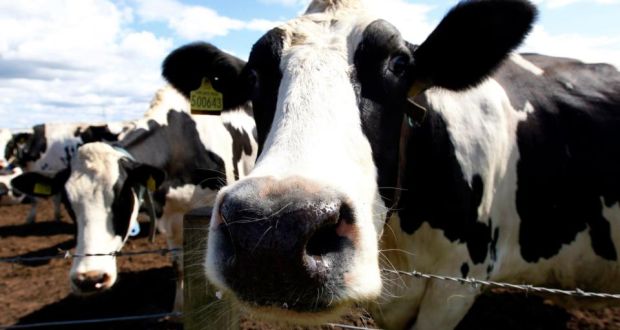 The investment will give the Irish Dairy Board a central hub to access the important dairy growth markets in the Middle East, North African (MENA) region. Photograph: REUTERS/David Moir 