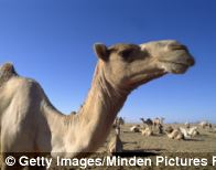 Camel milk can be drunk by some people with lactose intolerance