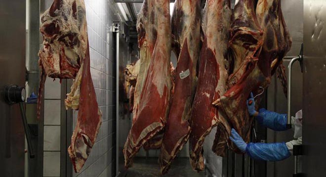 A slaughterer transports beef carcasses at the Biernacki Meat Plant slaughterhouse in Golina near Jarocin, western Poland