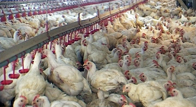Hundreds of thousands of chickens suffer or die during the truck journey. Factory-farmed birds are crammed into filthy crates for transportation. Crushed, the birds bruise and haemorrhage. Around 95% of broiler hens suffer multiple broken bones. Subjected to intense heat, many die in transit. Those that live defecate constantly in distress, spreading diseases amongst the crates. Picture:  Chickens in intensive farm prior to transport.