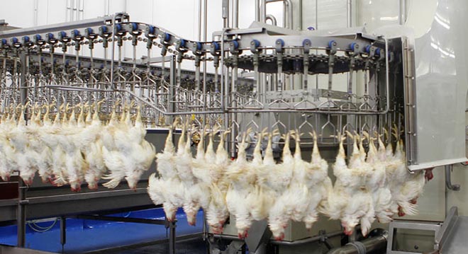 poultry-processing-line