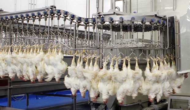 EU: Waterbath best option for poultry stunning, says EC