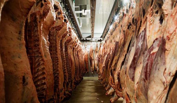 Carcasses of beef hang inside a cooler at a meat processing plant. Photo by Bloomberg